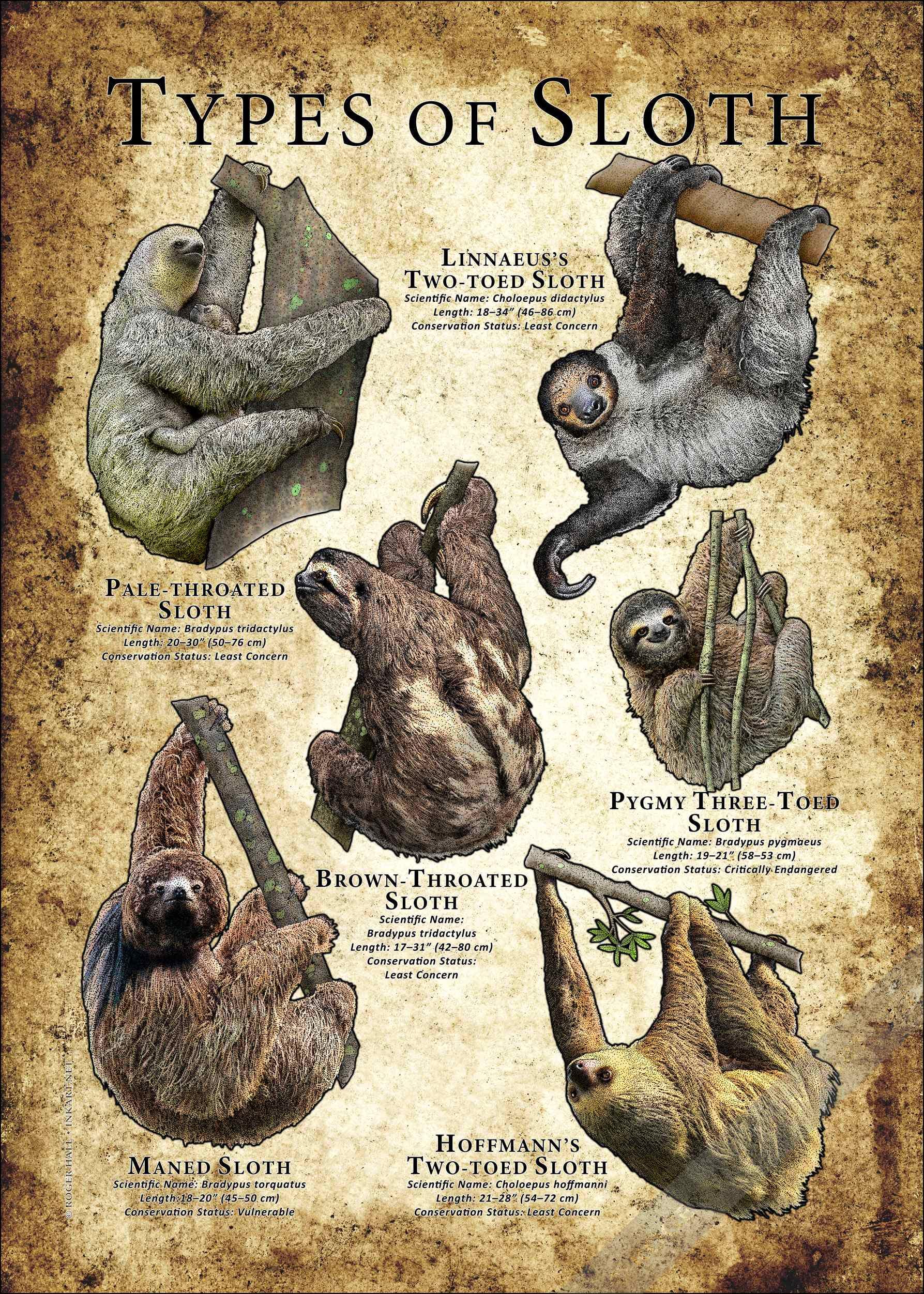 Types of Sloth / Field Guide - SIGNED BY ARTIST! - Etsy Australia
