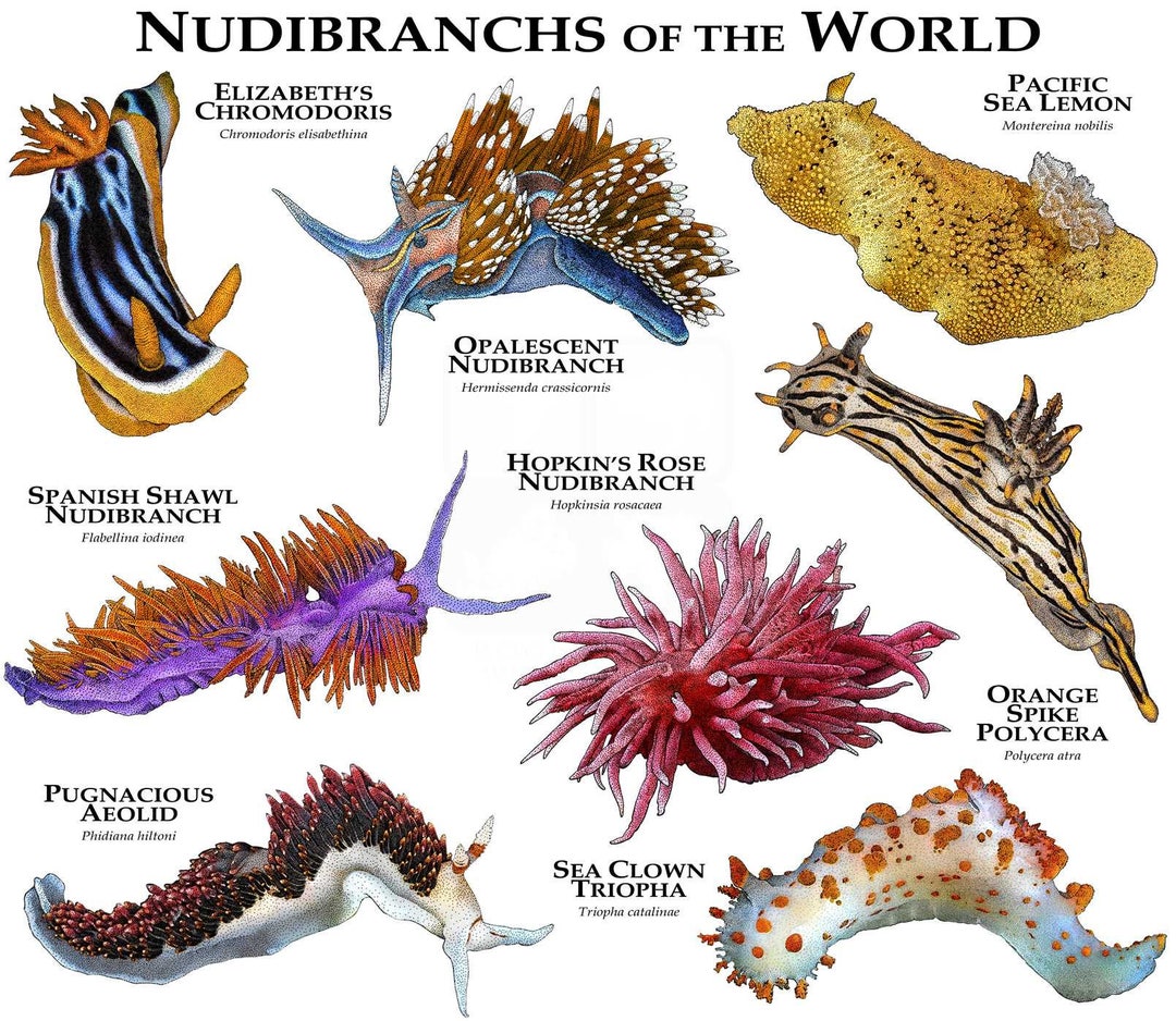 インド太平洋のウミウシ　ガイドブック　Nudibranchs　洋書 インド太平洋のウミウシ ガイドブック Nudibranchs 洋書 洋書