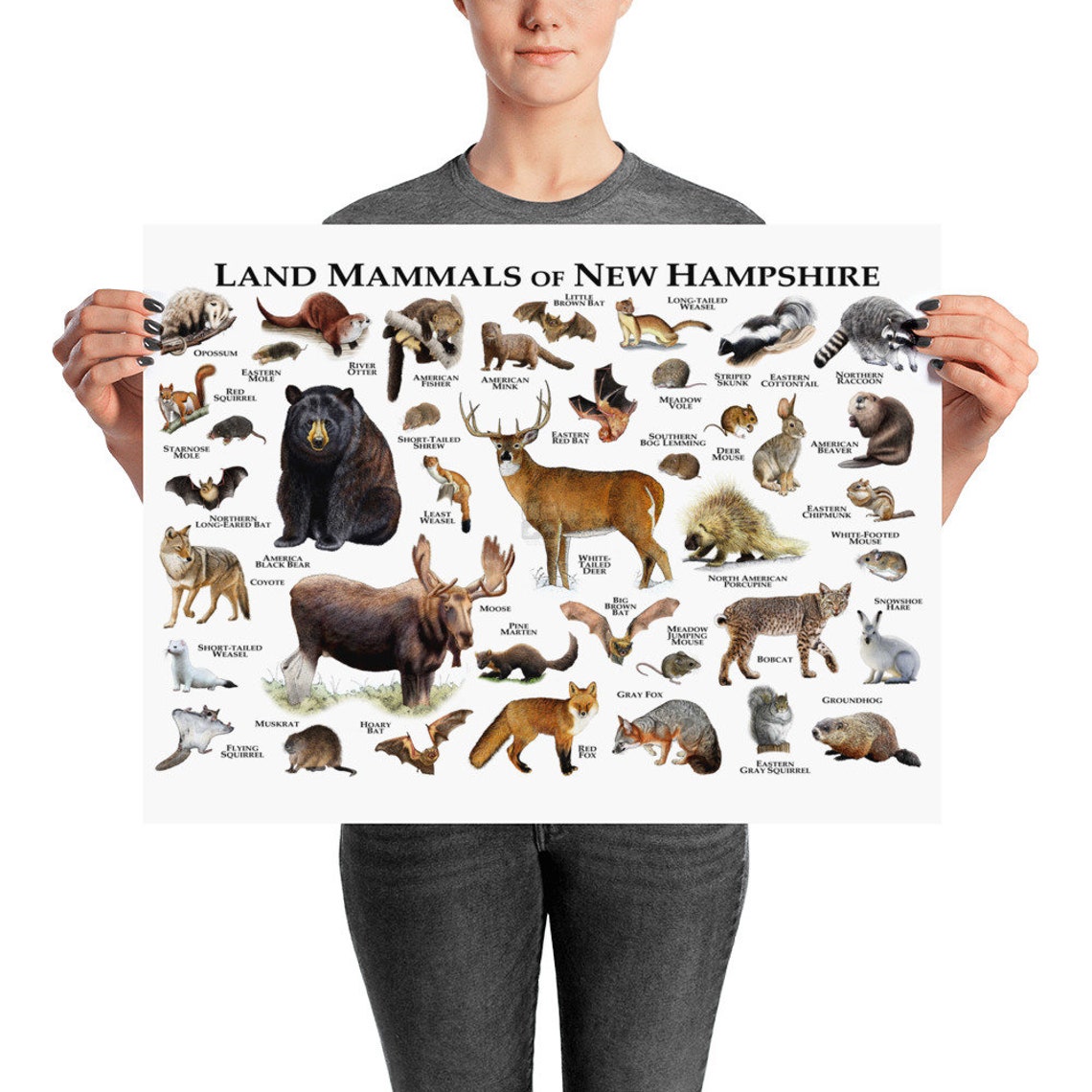 Land Mammals of New Hampshire Poster Print / New Hampshire | Etsy