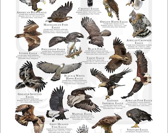 洋書 Eagles Hawks and Falcons of the World Eagles, Hawks and Falcons of the World : Two Volumes in One