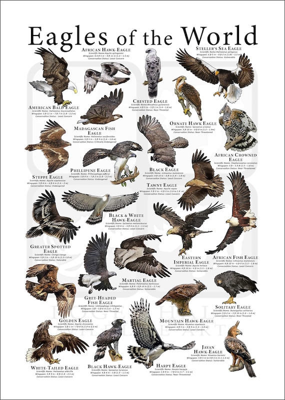 Eagles of the World Poster Print - Etsy