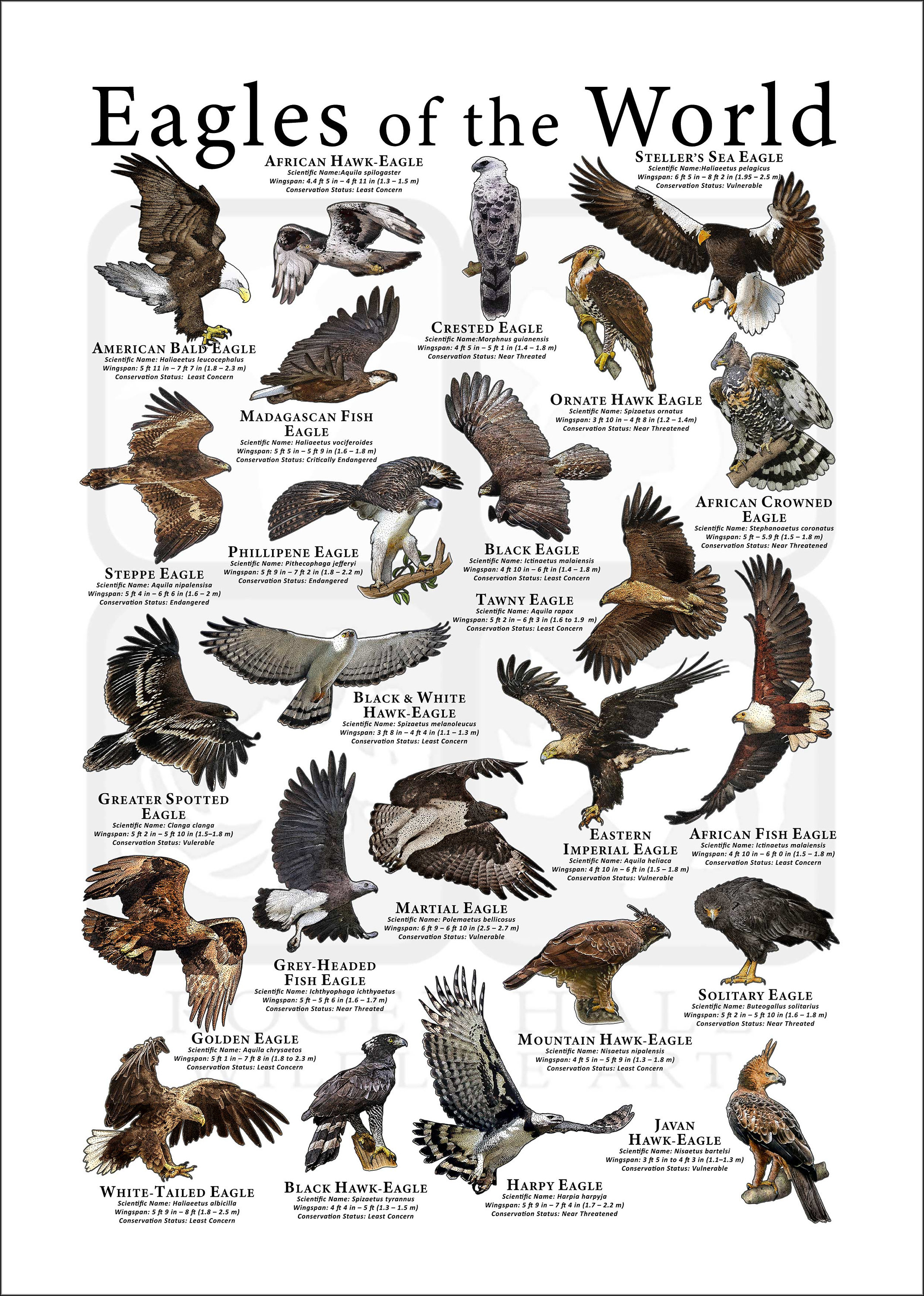 Types Of Eagles And Their Names