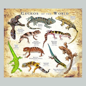 May include: A poster titled "Geckos of the World" features illustrations of various gecko species. The geckos are depicted in different colors and patterns, including the Tokay Gecko, Leopard Gecko, and Crested Gecko. The poster has a vintage, aged paper background.