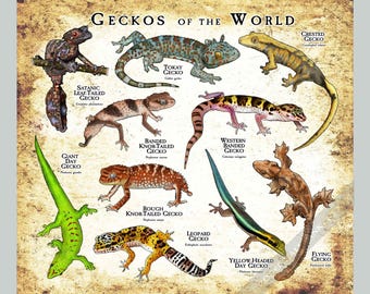 Geckos of the World Poster Druck - SIGNIERT VOM KÜNSTLER!