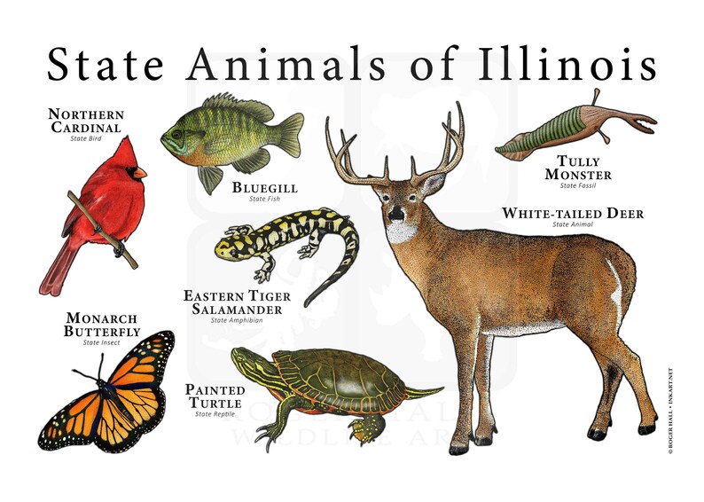 Illinois State Animals Poster Print Etsy