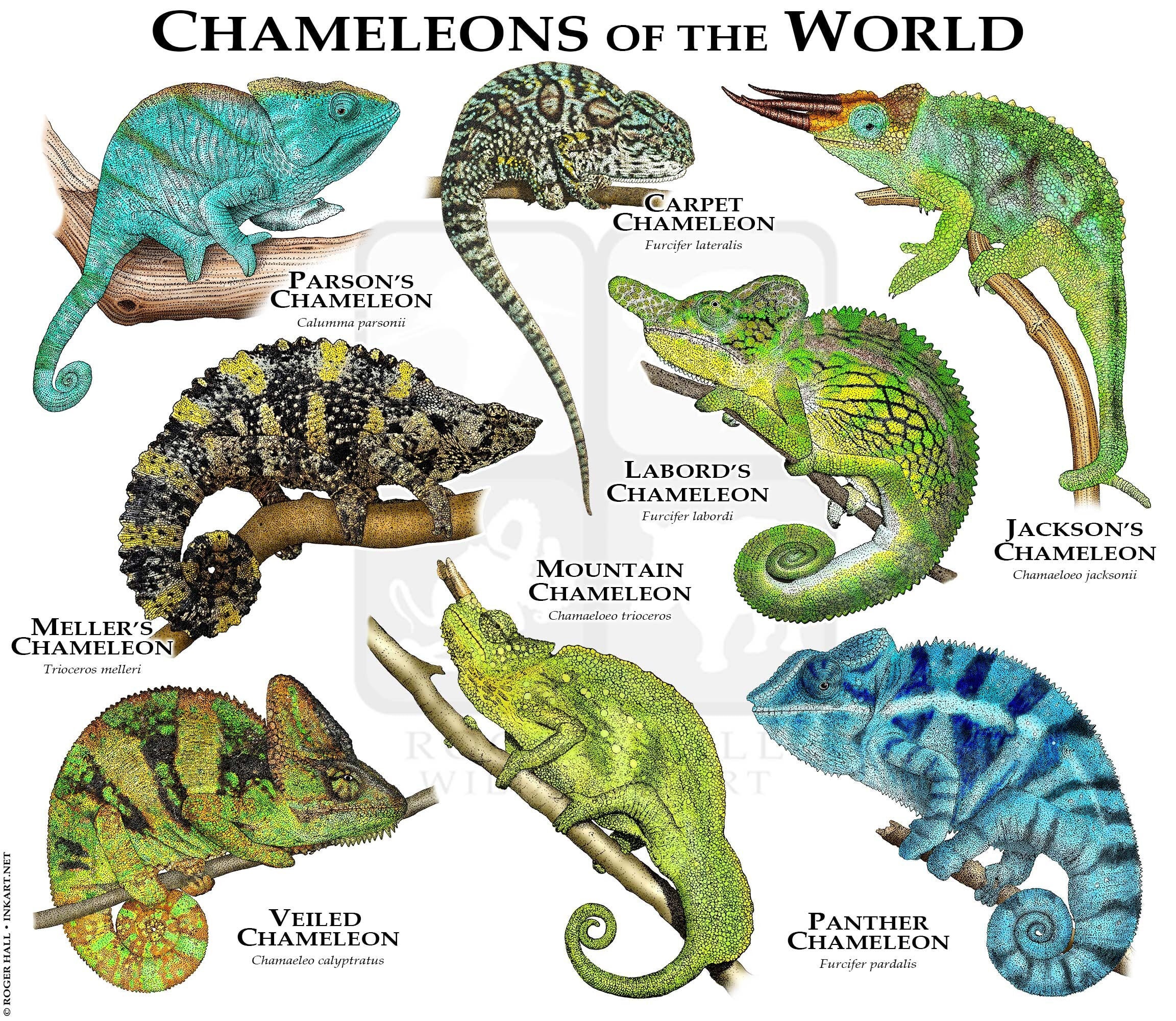 Chameleons on the World Poster Print - SIGNED BY ARTIST! - Etsy Canada