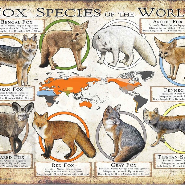 Fuchs Arten der Welt Poster Print