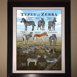 Poster features high quality illustrations of all types of zebra. Design includes plains zebra, mountain zebra, Quagga and more. All illustrations are hand-rendered by wildlife artist Roger Hall.