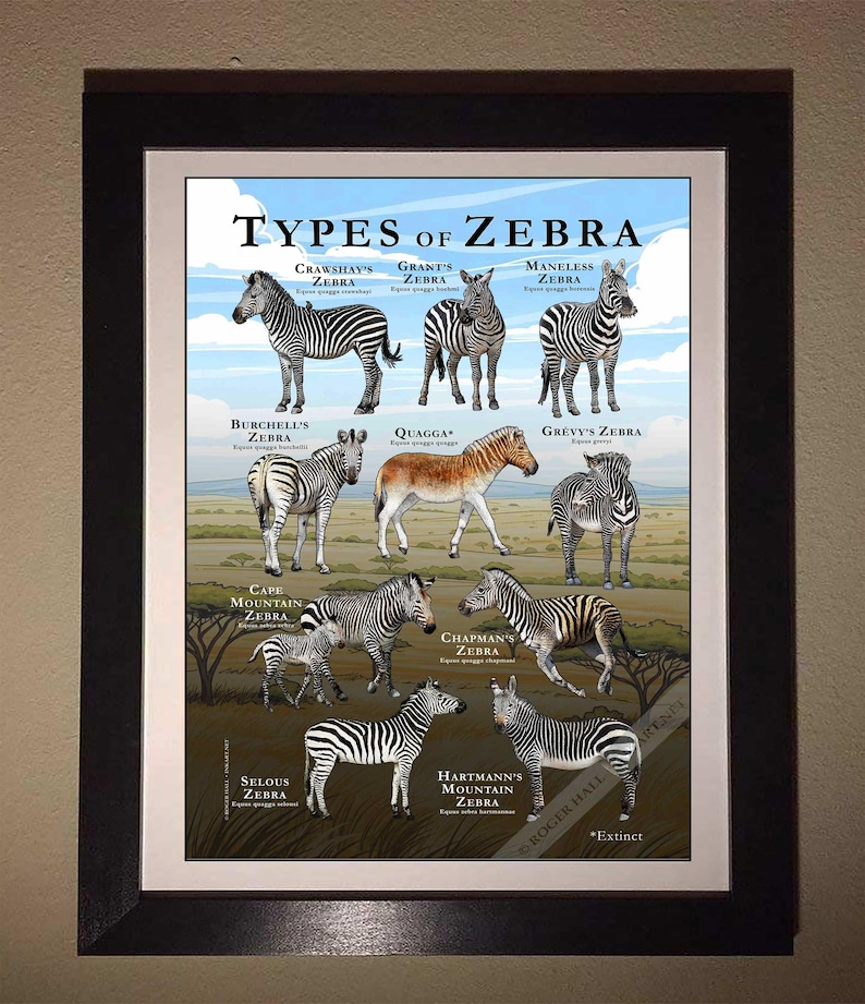 Poster features high quality illustrations of all types of zebra. Design includes plains zebra, mountain zebra, Quagga and more. All illustrations are hand-rendered by wildlife artist Roger Hall.