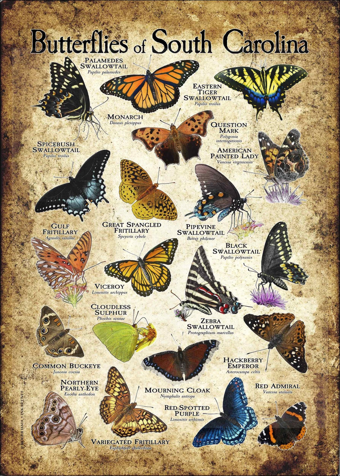 Butterflies of South Carolina Poster Print Field Guide Etsy
