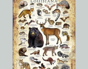 Louisiana Mammals Art Print: Signed Field Guide Poster