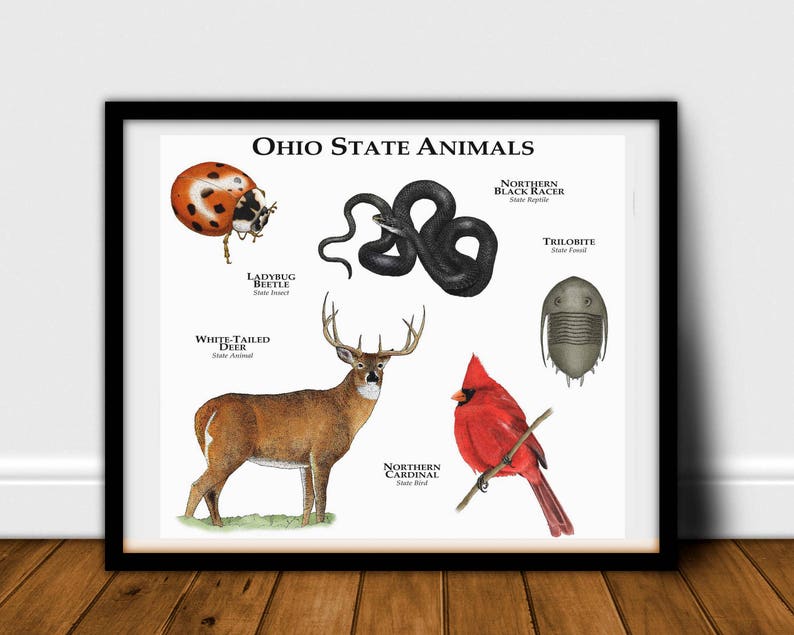 Ohio State Animals Poster Print | Etsy