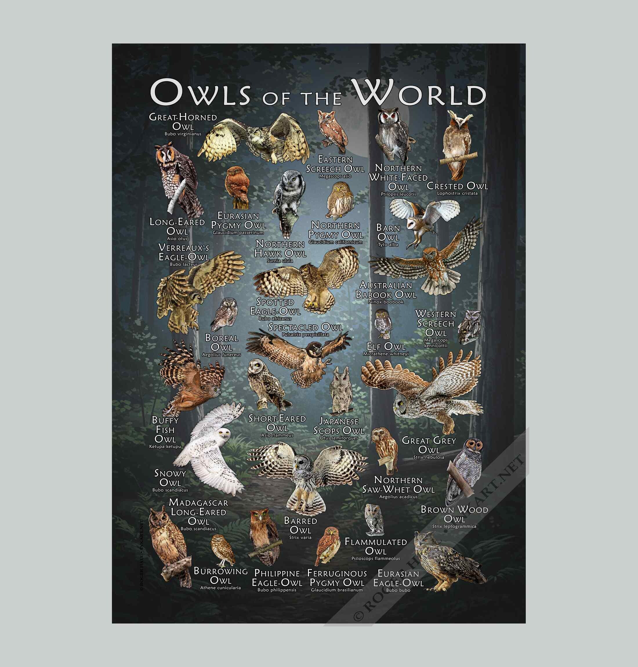 世界のフクロウのポスタープリント - アーティストのサイン入り