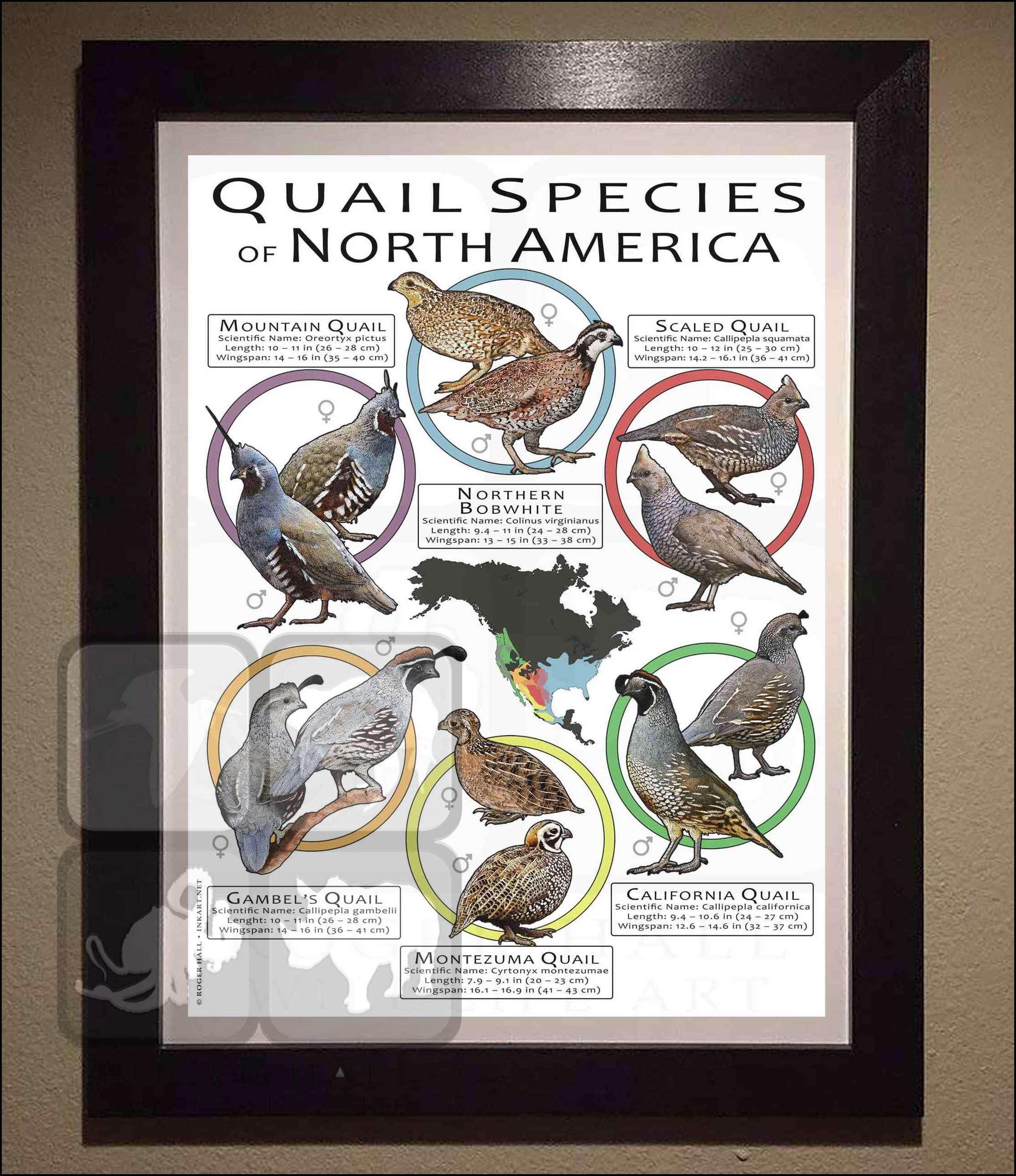 Quail Species of North America Poster Print/field Guide - SIGNED BY ...