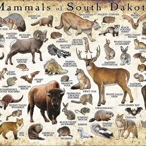 Mammals of South Dakota Poster Print / South Dakota Mammals Field Guide / Animals of South Dakota - SIGNED BY ARTIST!