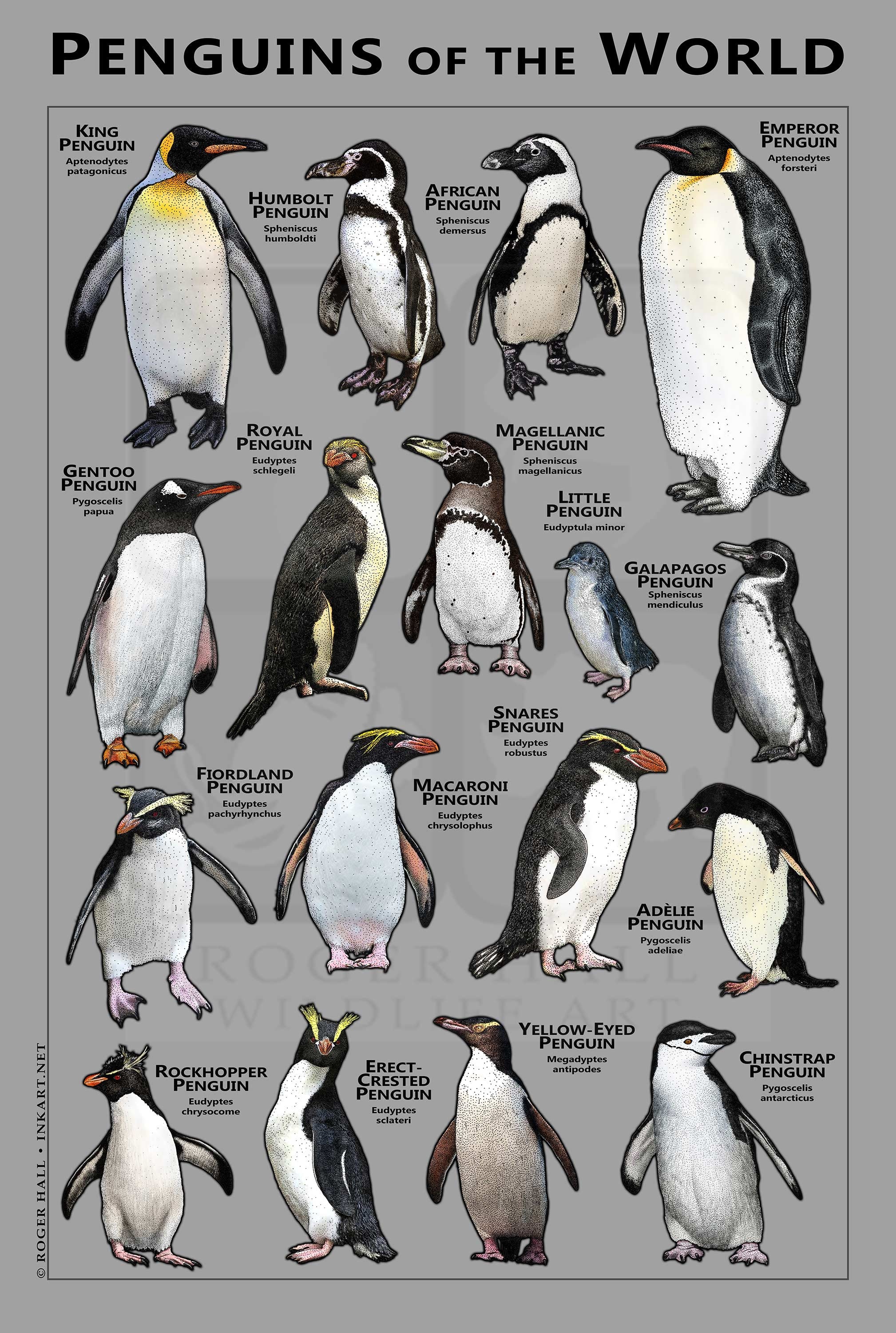 Fine Art Bamboo Print A4 Portrait King Penguin with Scientific Name