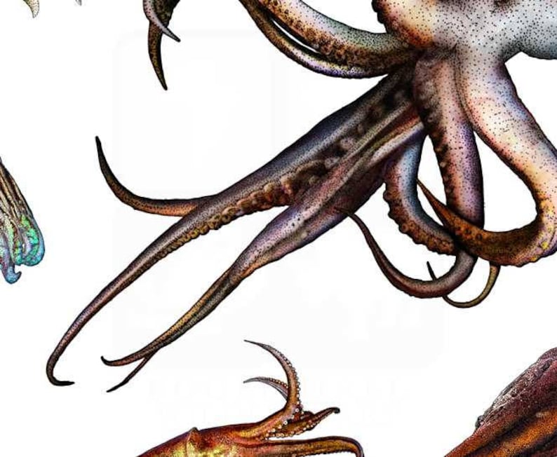 Cuttlefish and Squid of the World Poster Print - SIGNED BY ARTIST! - Etsy