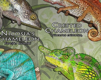 世界のカメレオンのポスター - アーティストのサイン入り! - Etsy 日本