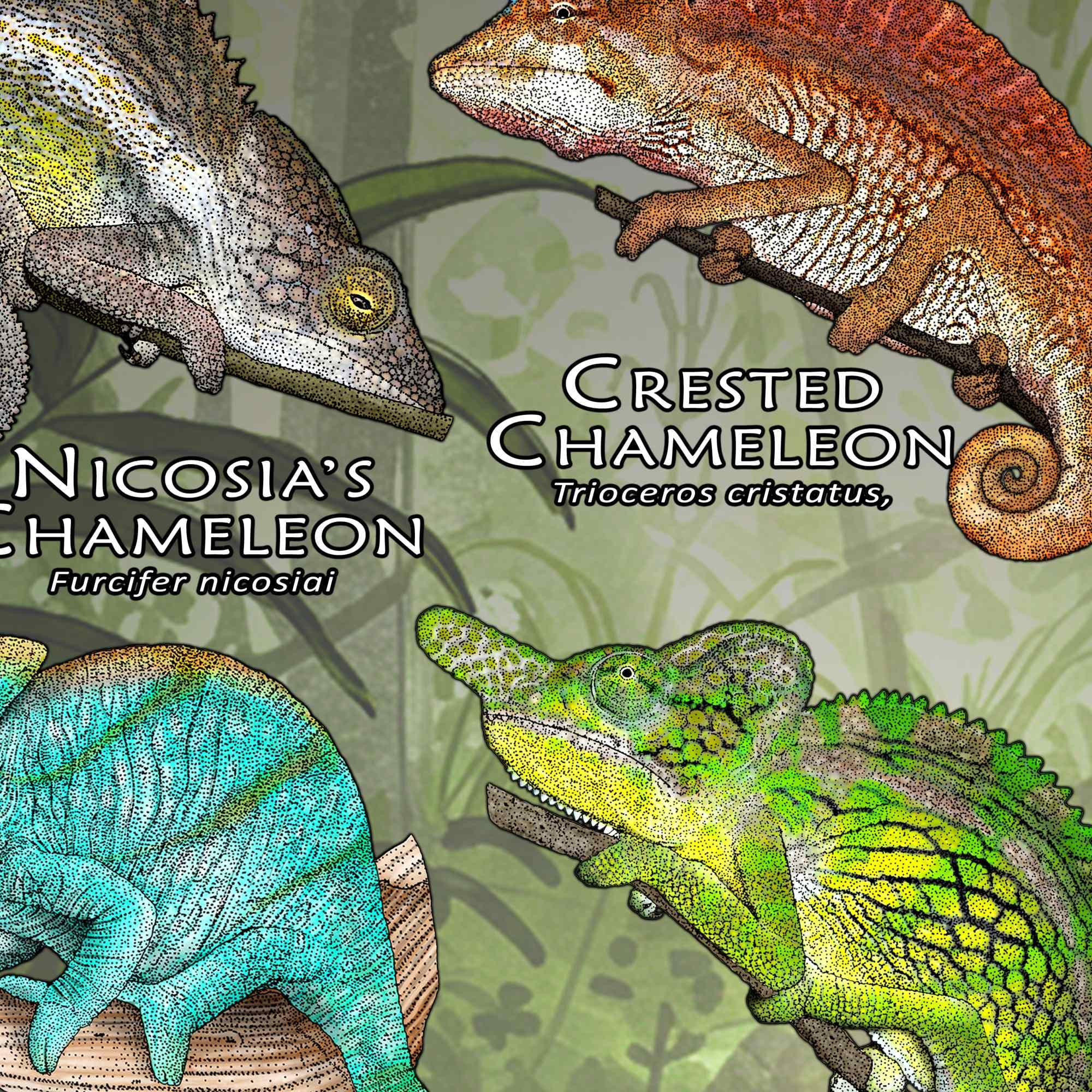 世界のカメレオンのポスター - アーティストのサイン入り! - Etsy 日本