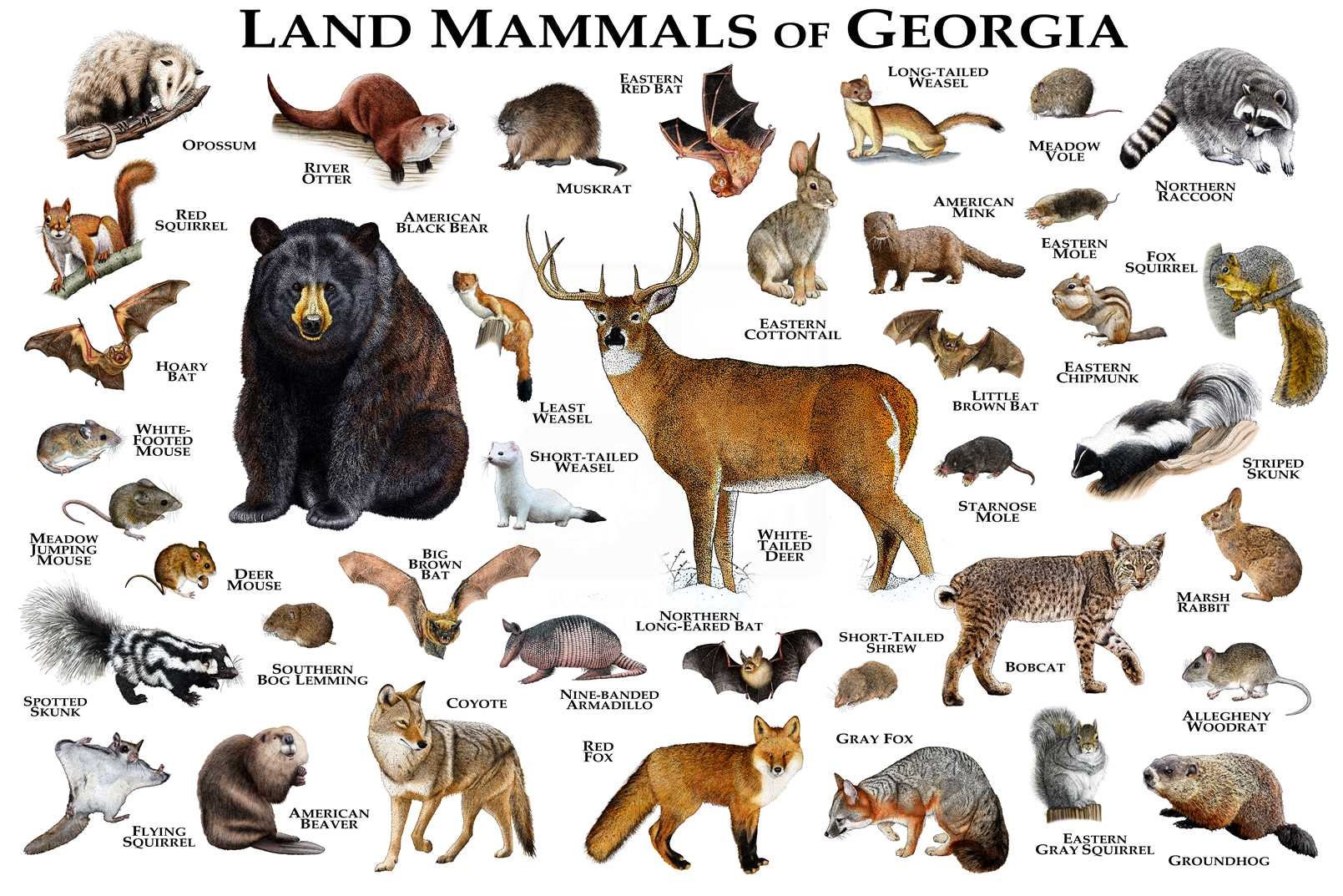 Mammals of Georgia Poster Print / Georgia Mammals Field Guide | Etsy