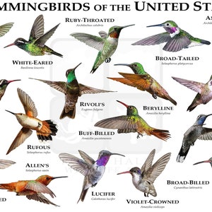 Hummingbirds of the United States Art Poster Print / Field Guide