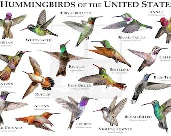 Hummingbirds of the United States Art Poster Print / Field Guide - SIGNED BY ARTIST!