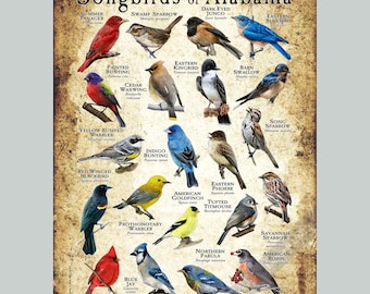 Impresión de póster/guía de campo de Pájaros cantores de Alabama: ¡FIRMADO POR EL ARTISTA!