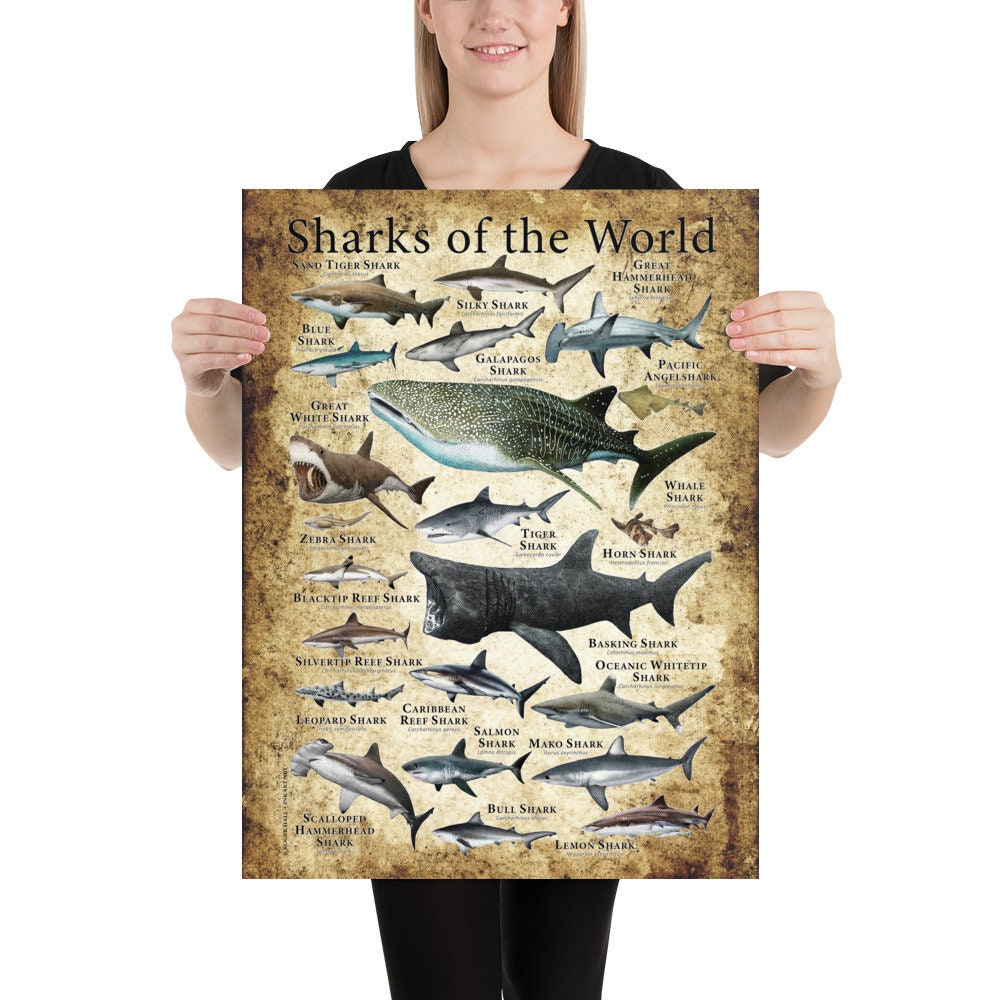Sharks of the World Poster Print - SIGNED BY ARTIST! - Etsy