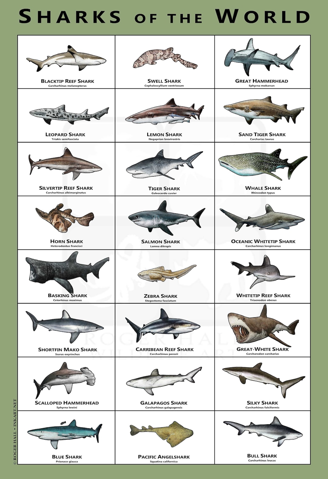 Types Of Sharks Chart types-of-sharks-chart