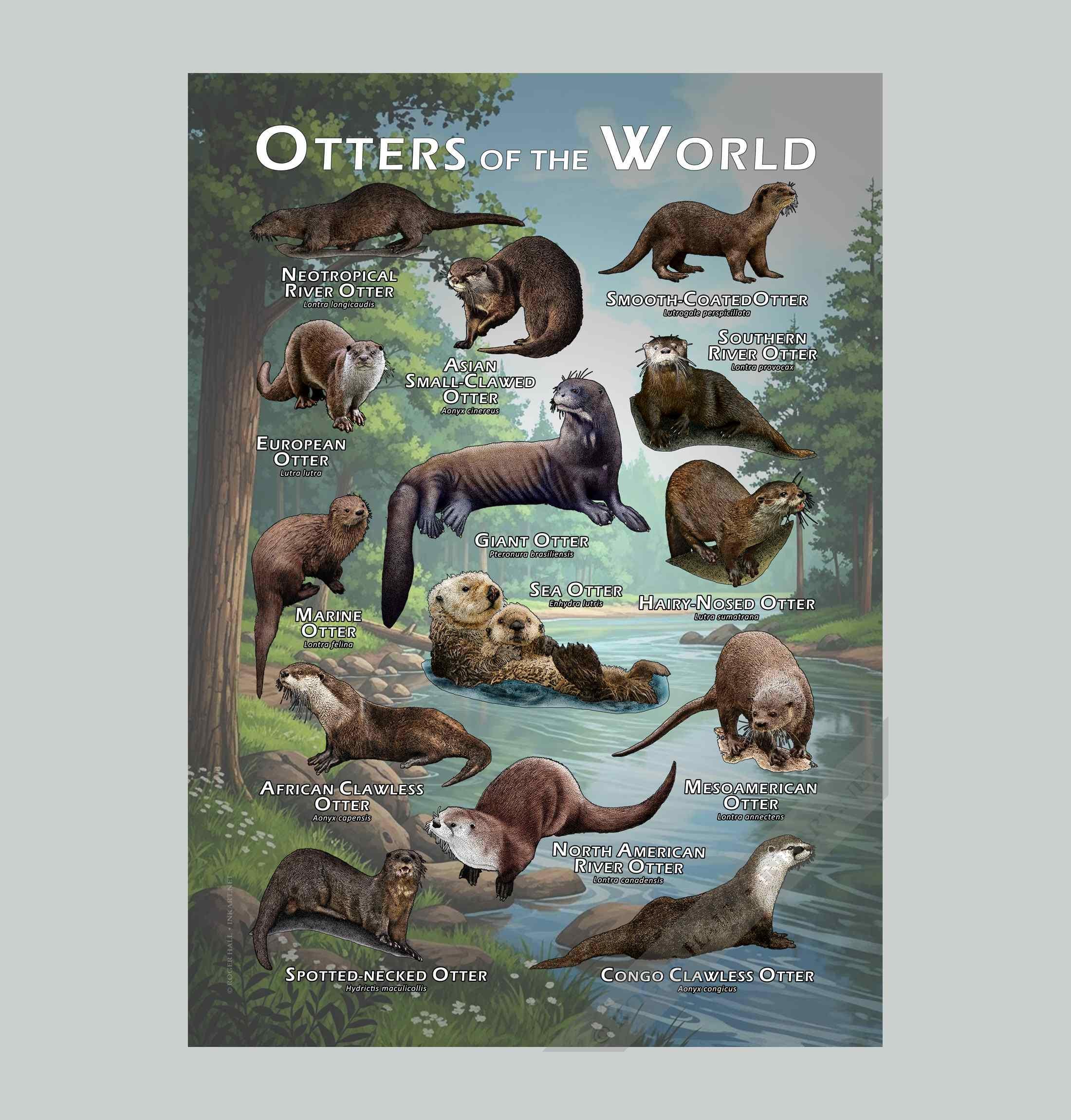 Otters of the World Poster / Field Guide - SIGNED BY ARTIST! - Etsy UK