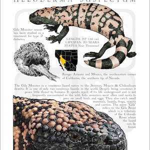 K&ouml;nnte beinhalten: Eine detaillierte Illustration eines Gila-Monsters, einer giftigen Eidechse, die in den Sonora-, Mojave- und Chihuahuan-W&uuml;sten beheimatet ist. Die Eidechse ist schwarz, wei&szlig; und orange mit einem gefleckten Muster. Der Text "Gila Monster" und "Heloderma suspectum" befindet sich oben im Bild. Der Text "LENGTH 22" (56 cm). LIFESPAN. 20 YEARS. STATUS. Near Threatened" befindet sich in der oberen rechten Ecke des Bildes. Der Text "Range: Arizona and Mexico, the southeastern corner of California, the southern tip of Nevada." befindet sich in der unteren rechten Ecke des Bildes. Der Text "The Gila Monster is a venomous lizard native to the Sonoran, Mojave & Chihuahuan deserts. It is one of only two venomous lizards in the world. Despite being venomous it poses little threat to humans. It spends much of its life underground and is not frequently encountered in the wild. Gila monsters most often raid nests to prey on small birds and eggs. They also catch small mammals, lizards, frogs, insects and carrion. The name "Gila" refers to the Gila River which is a tributary of the Colorado River where the lizard can be found." befindet sich in der unteren linken Ecke des Bildes.