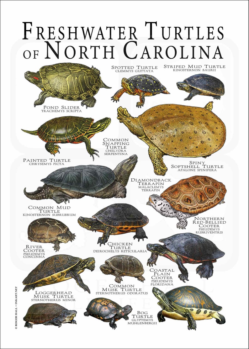 North Turtle Freshwater Turtles of North Carolina Poster Print /field Guide - SIGNED ...