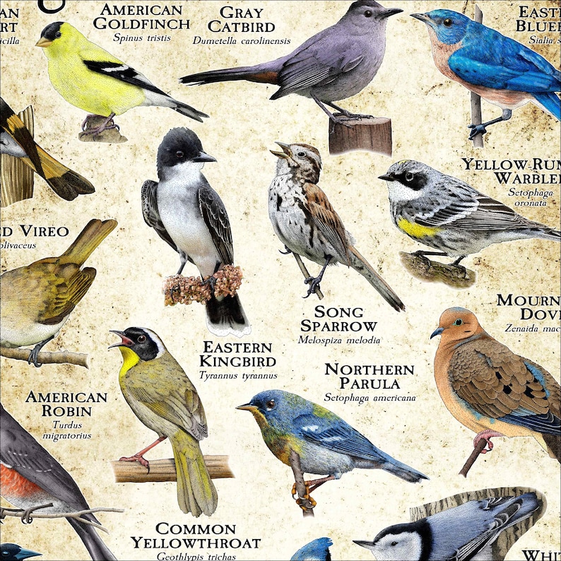 Songbirds of Massachusetts Poster Print Field Guide Etsy