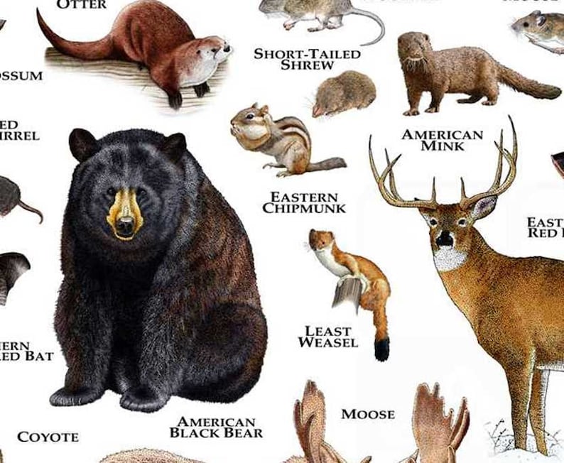 Land Mammals of New York Poster Print / New York Mammals Field Etsy Land Mammals of New York Poster Print / New York Mammals Field Etsy