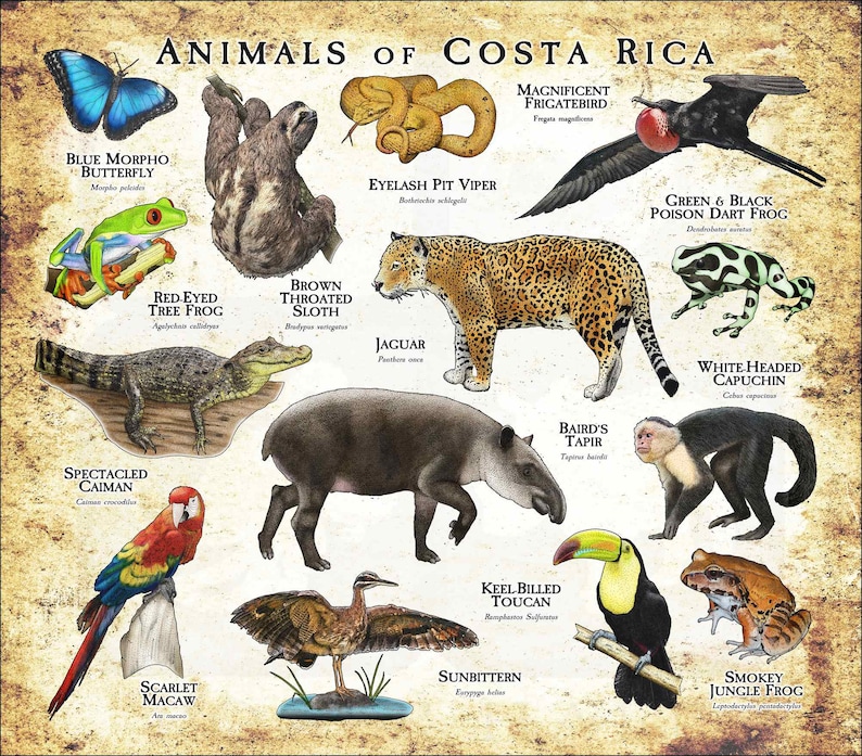Animals of Costa Rica Poster Print - Etsy