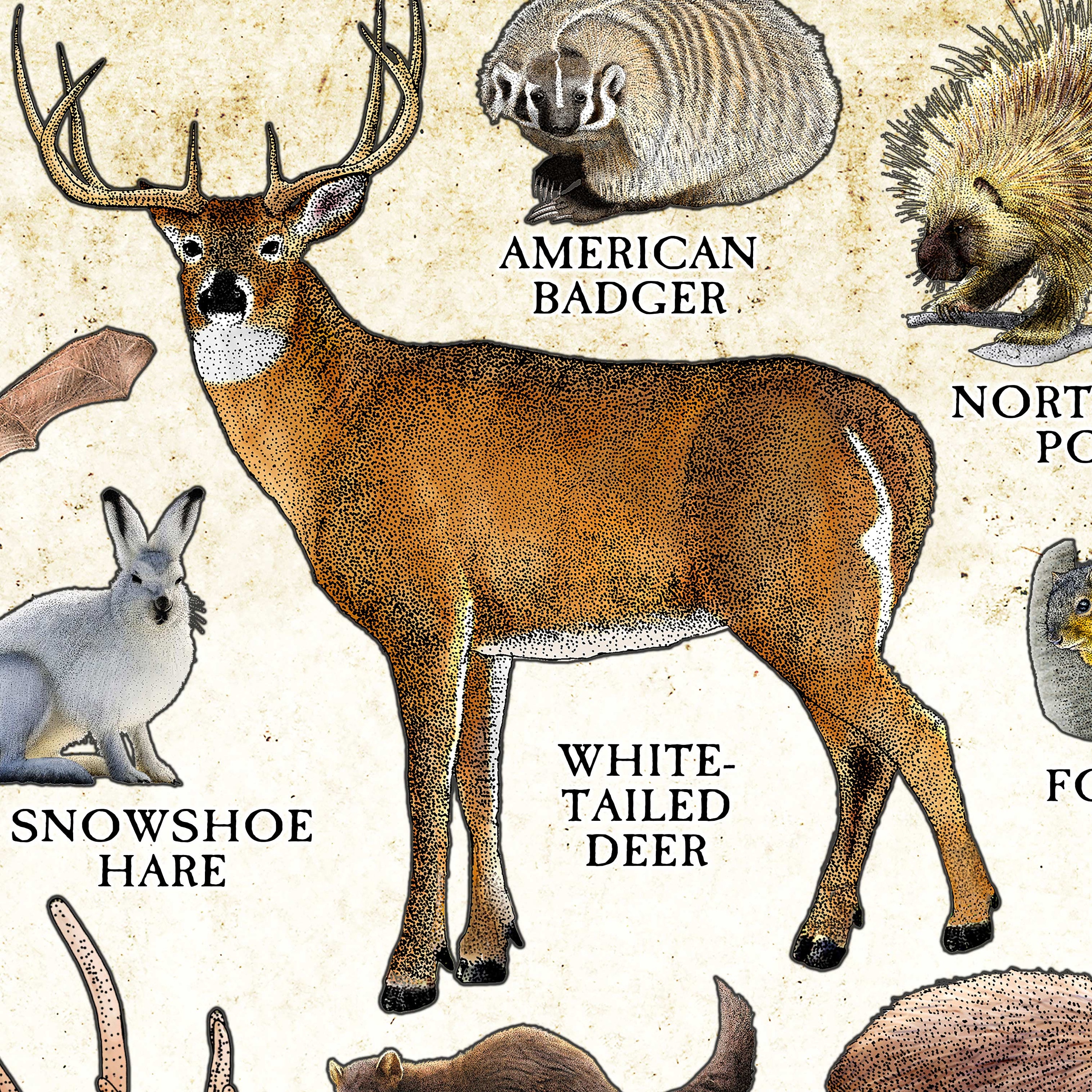ミシガン州の哺乳類のポスタープリント  ミシガン州の哺乳類フィールドガイド  ミシガン州の動物 - アーティストのサイン入り! - Etsy 日本