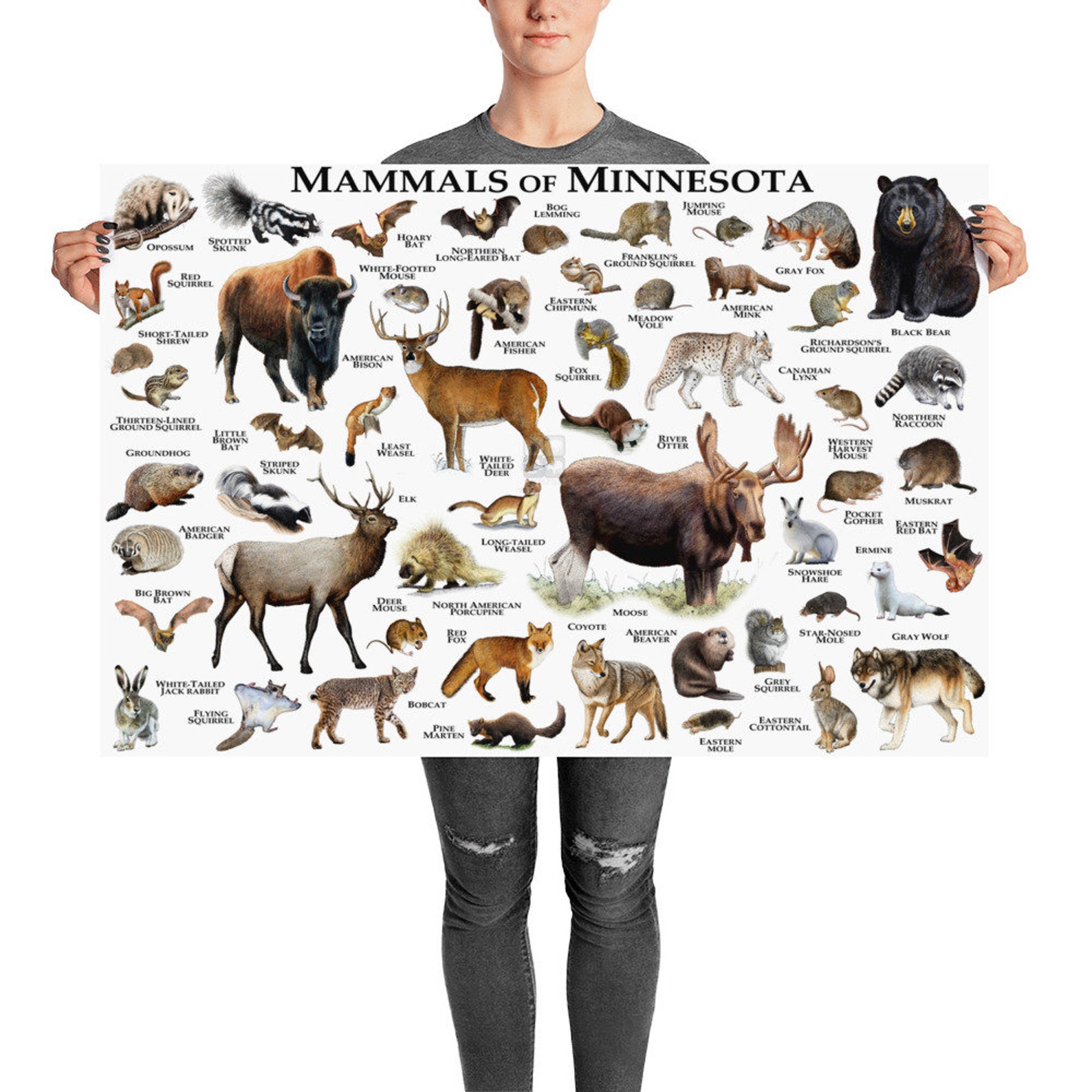 Mammals of Minnesota Poster Print / Minnesota Mammals Field Etsy