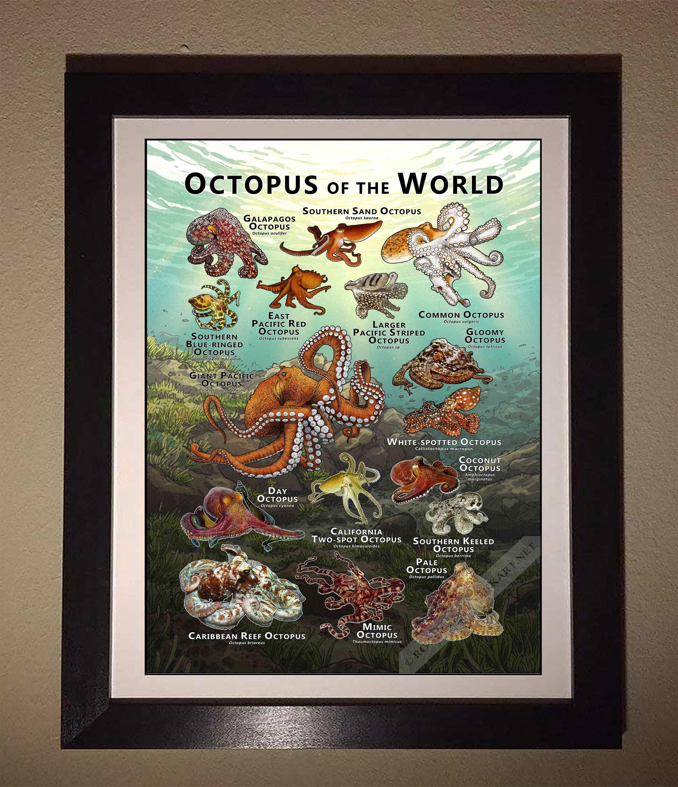 世界のタコのポスタープリント - アーティストのサイン入り! - Etsy 日本