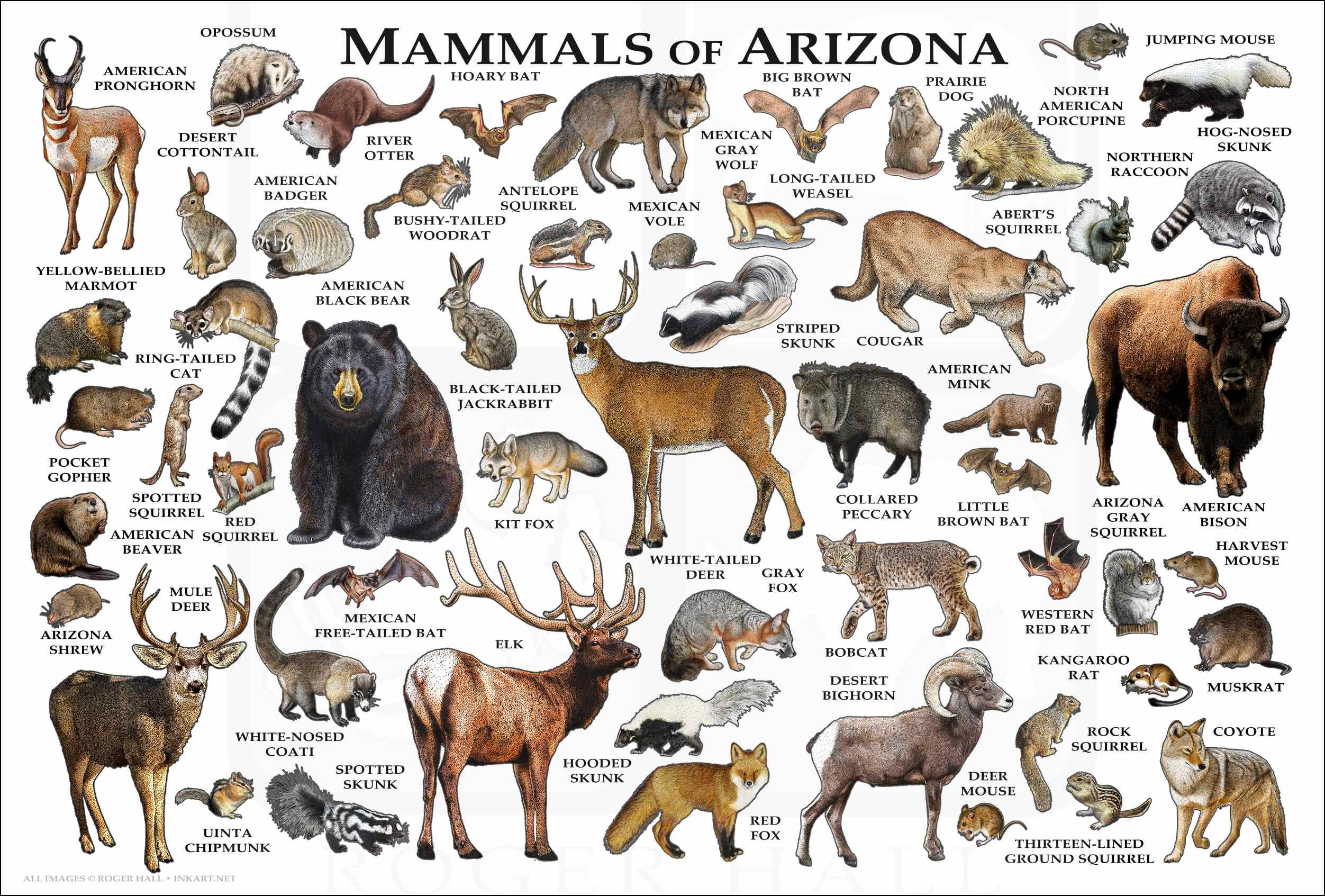 Mammals of Arizona Poster Print / Arizona Mammals Field Guide Etsy