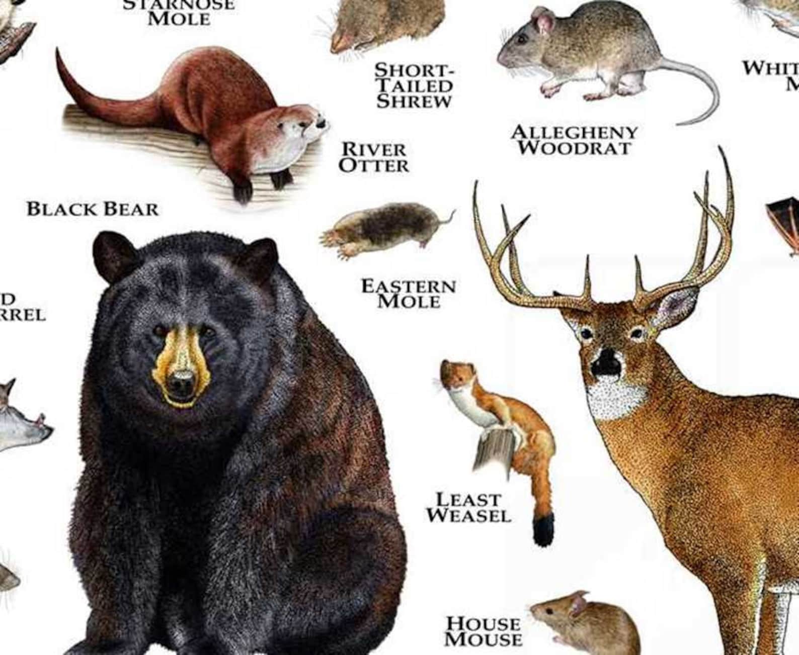 Mammals of Ohio Poster Print / Ohio Mammals Field Guide / | Etsy