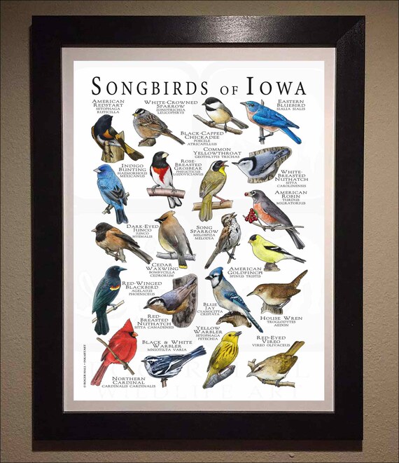 Songbirds of Iowa Poster Print/field Guide - SIGNED BY ARTIST! - Etsy