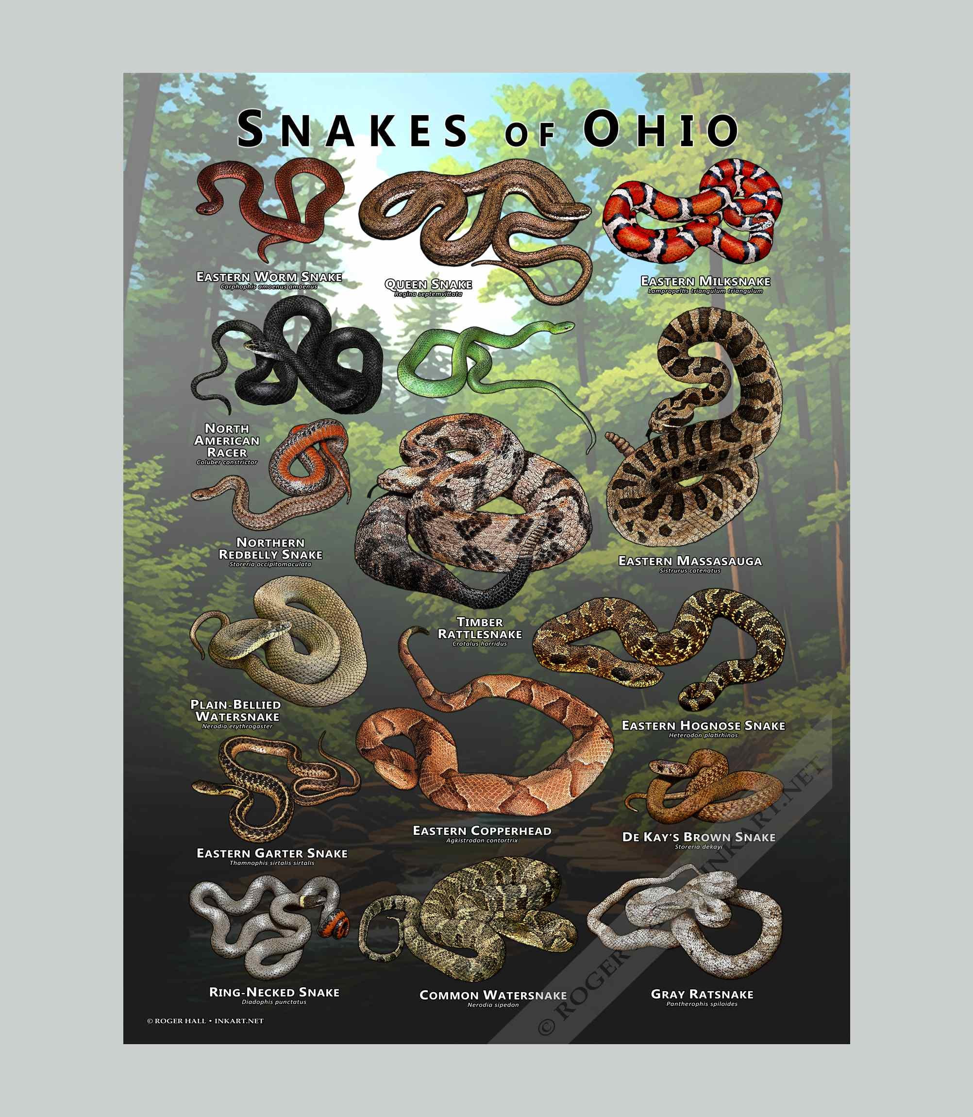 Snakes of Ohio Poster Print/field Guide - SIGNED BY ARTIST! - Etsy