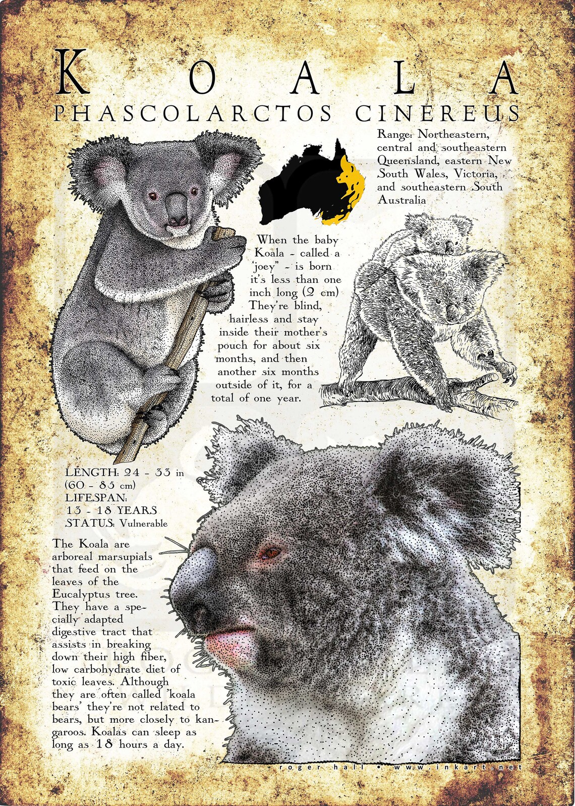 A Poster With Numbers And An Image Of A Koala Bear Images and Photos