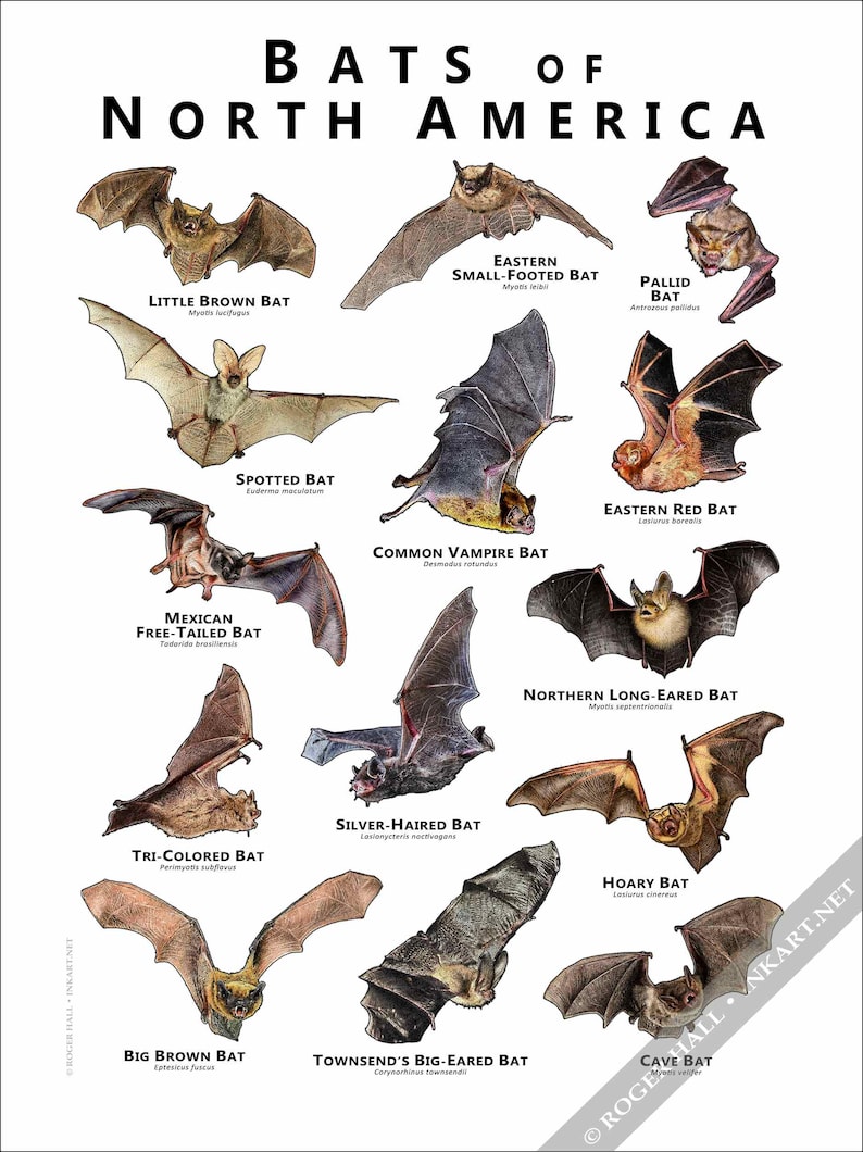 Bats of North America Poster Print - SIGNED BY ARTIST! - Etsy