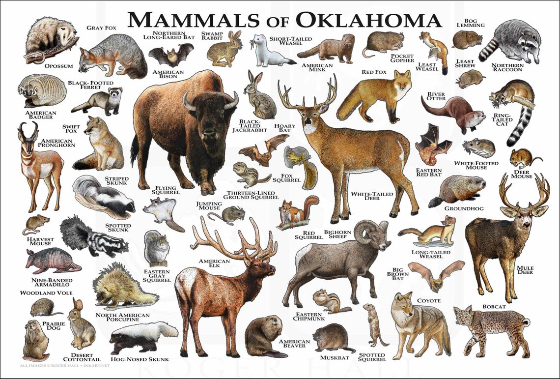 Mammals of Oklahoma Poster Print / Oklahoma Mammals Field Etsy