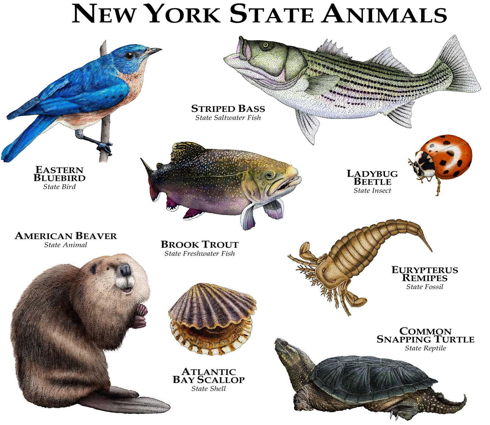 New York State Animals Poster Print Etsy