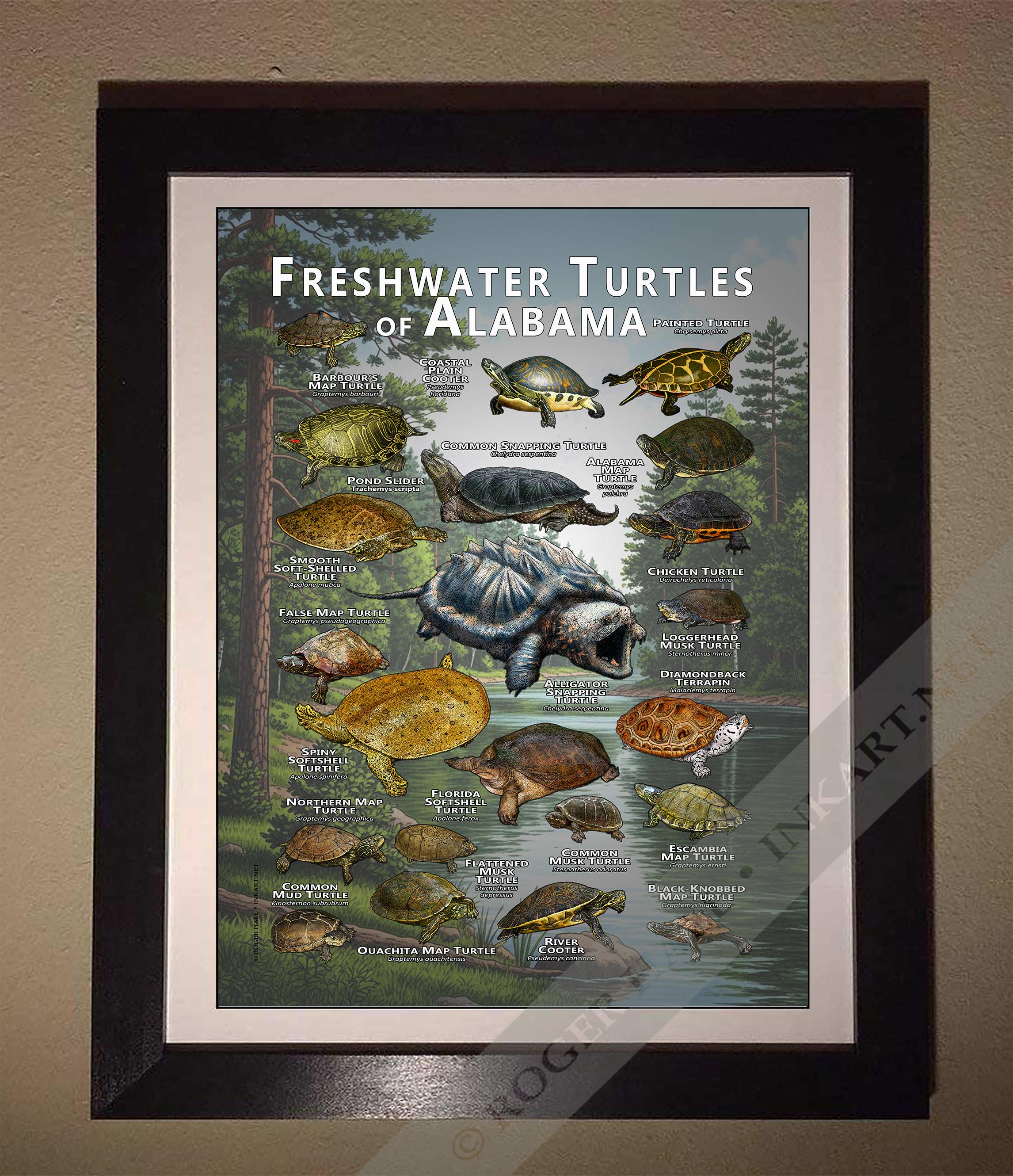 Freshwater Turtles of Alabama Poster Print/field Guide - SIGNED BY ...