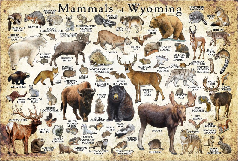 Mammals of Wyoming Poster Print / Wyoming Mammals Field Guide / Animals of Wyoming Antique