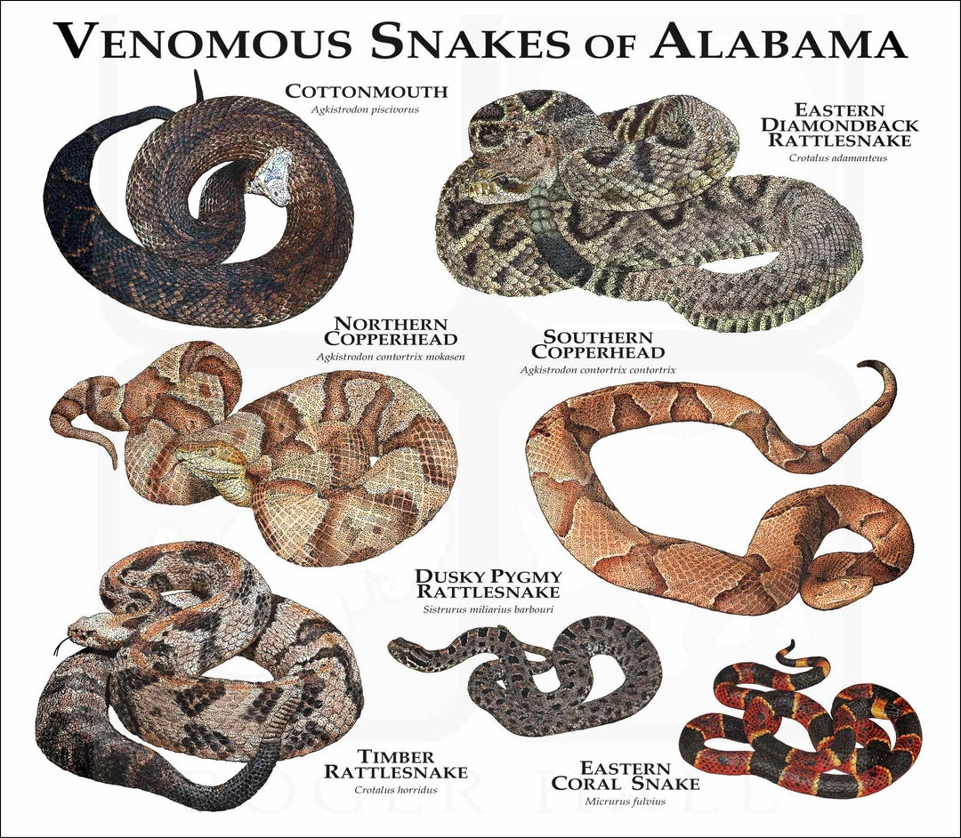 Venomous Snakes of the US by State - Etsy