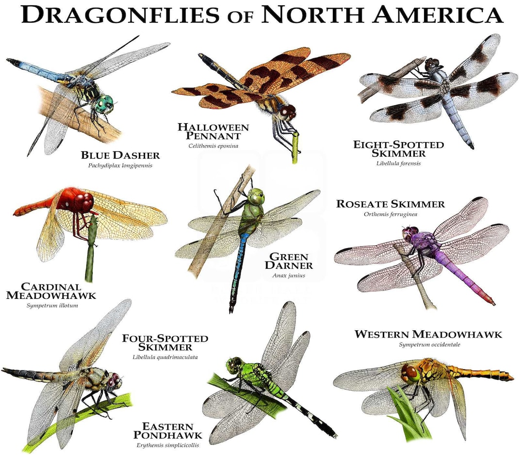 Dragonflies of north america poster print signed by artist etsy